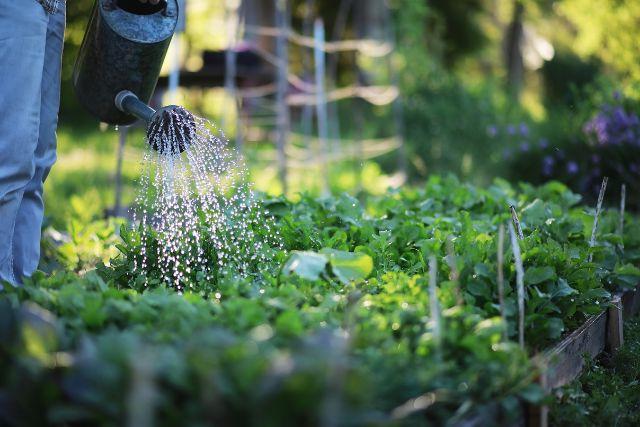 水质在园艺中的重要性